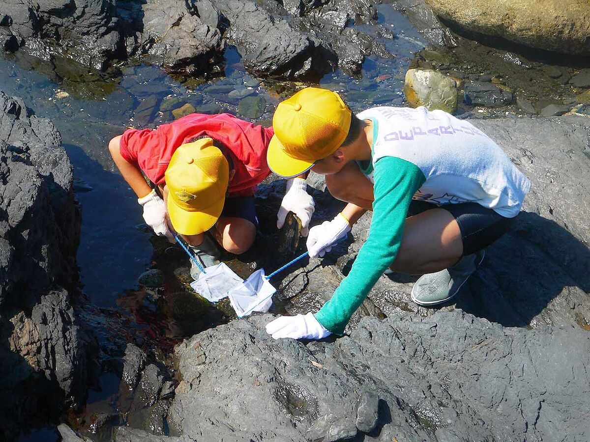 子どもたちが磯観察をしている画像